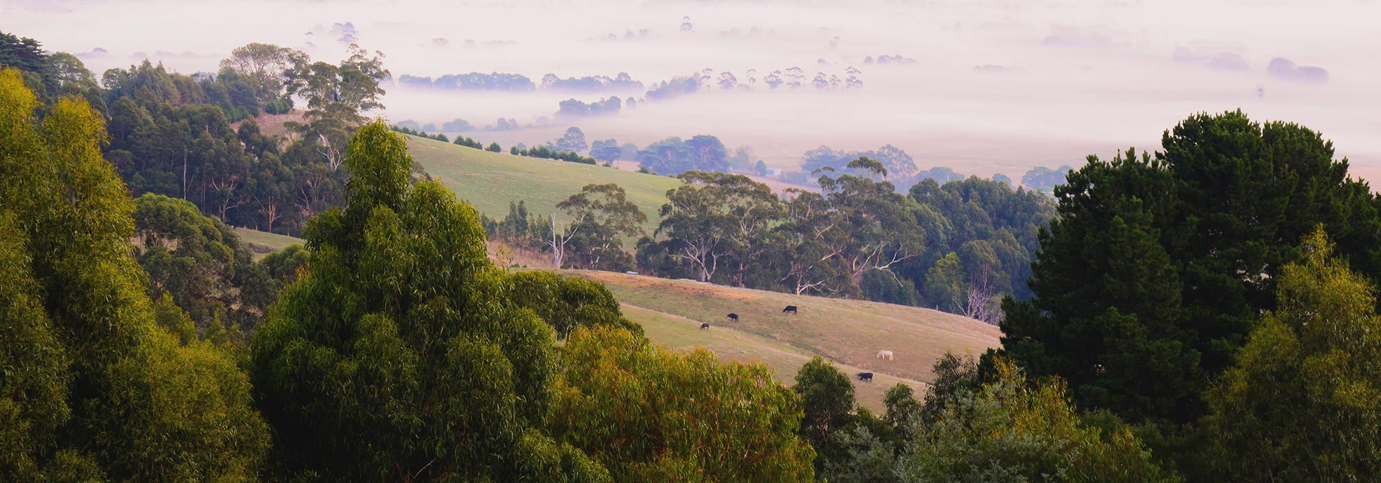 Rolling hills in Gippsland, Victoria.