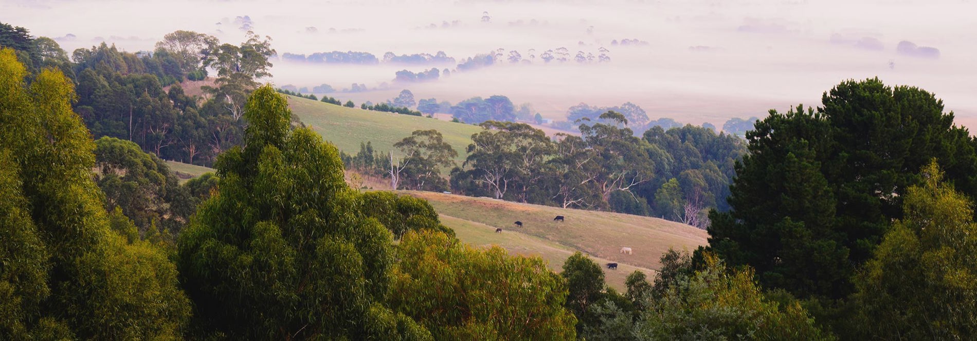 Rolling hills in Gippsland, Victoria.