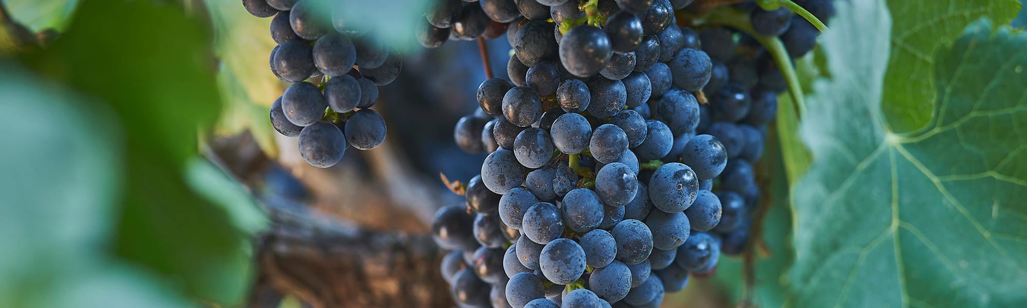 Merlot grapes on the vine