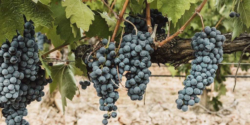 6 top grape varieties you need to know