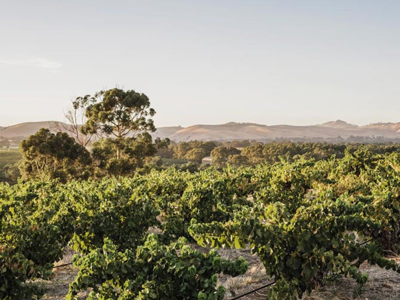 Barossa Valley vineyard with hills