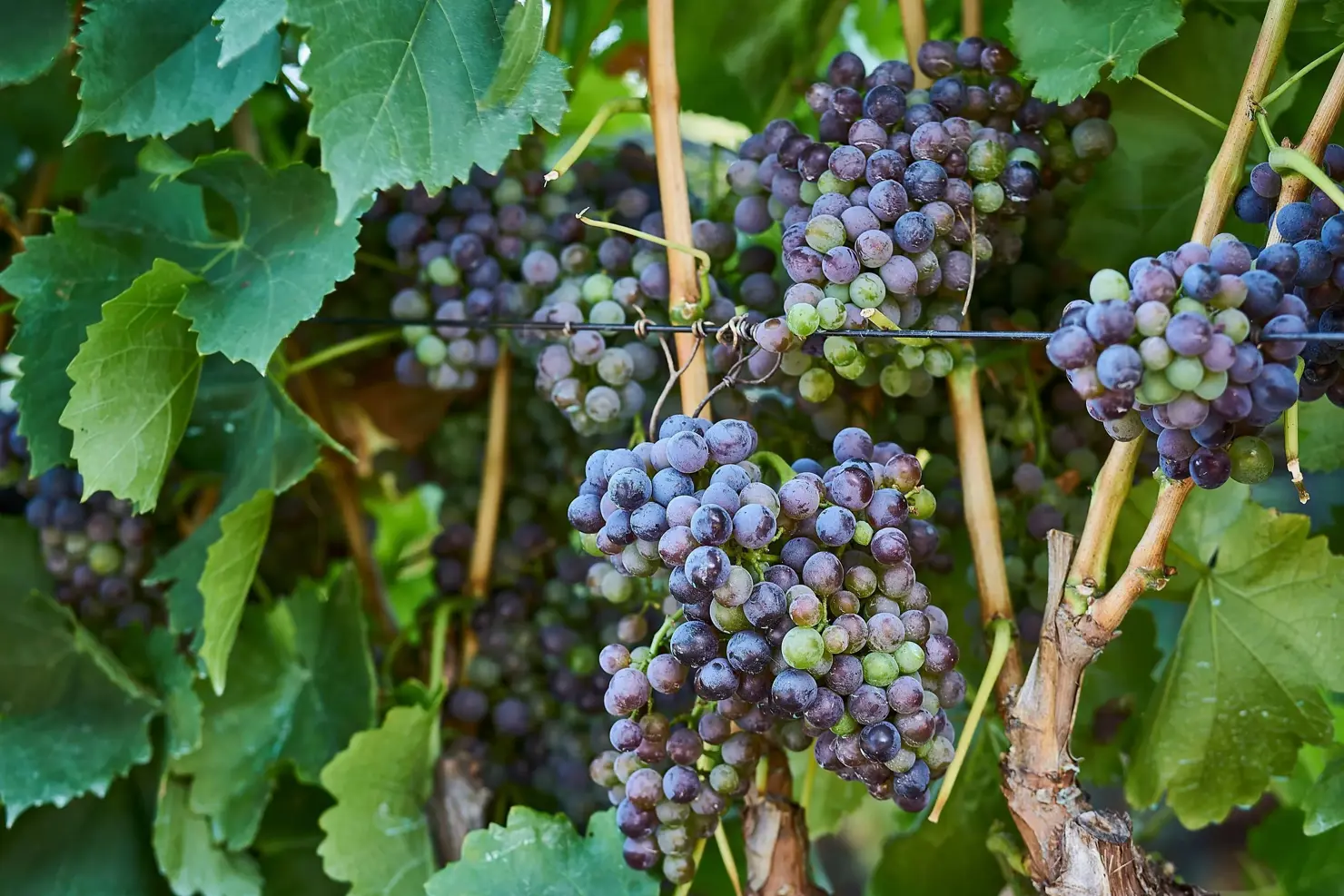a bunches of grapes on a vine