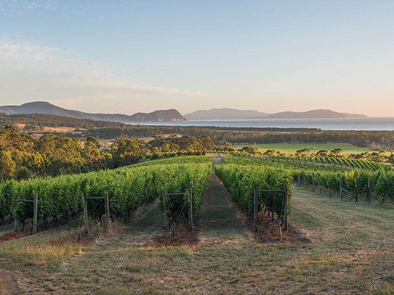 Vineyard in Tasmania with ocean in background
