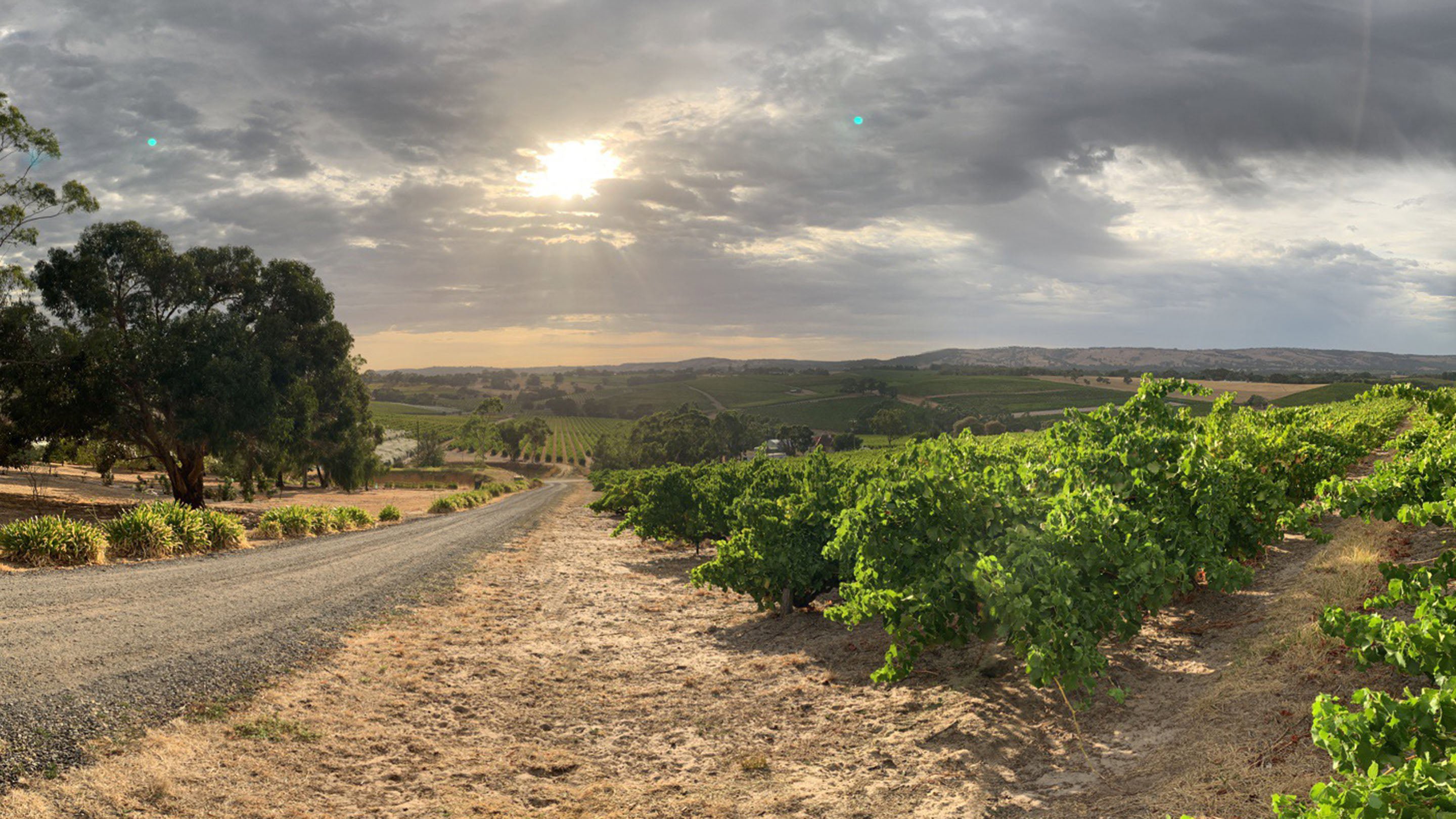 Thistledown Wines
