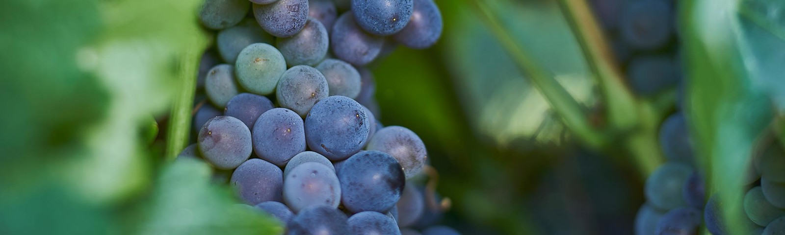 Grenache grapes on the vine
