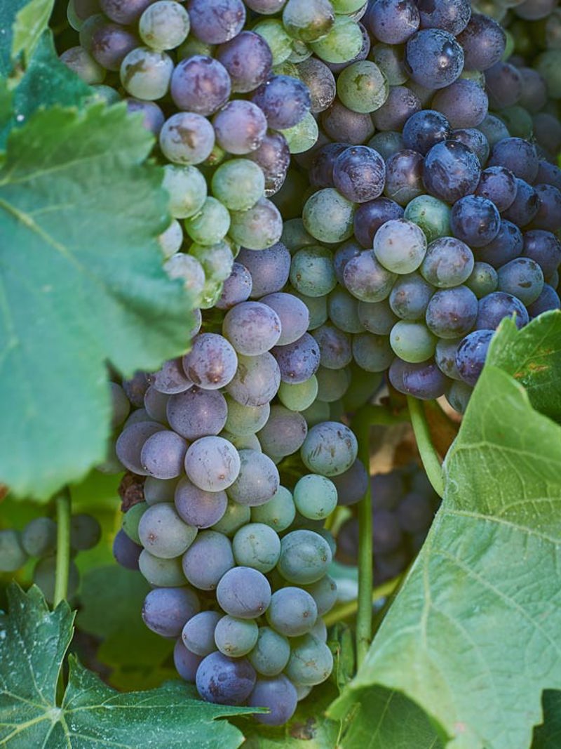 Grenache grapes on the vine