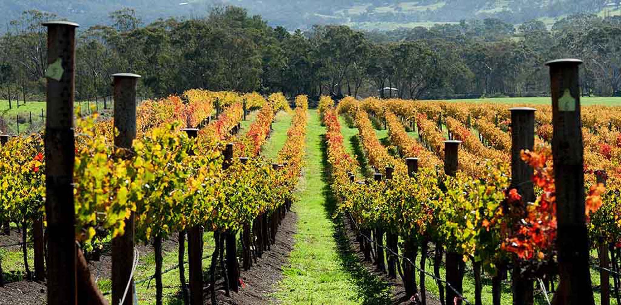 bendigo wine region