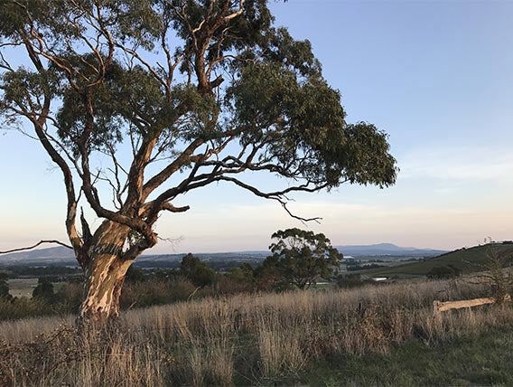 Yarra Valley Landscape, Victoria