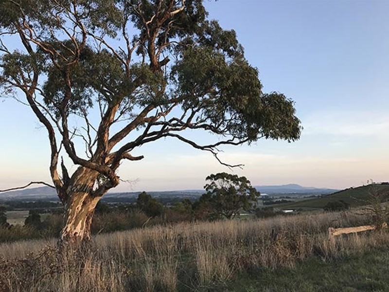 Yarra Valley Landscape, Victoria