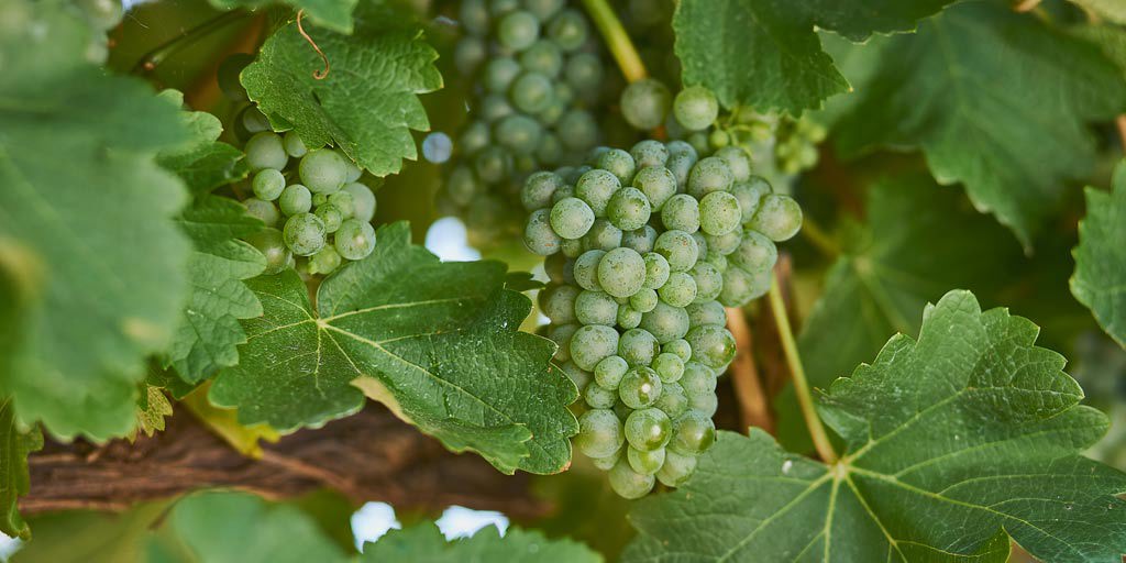 Sauvignon Blanc