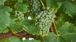 Green Sauvignon Blanc grapes on the vine