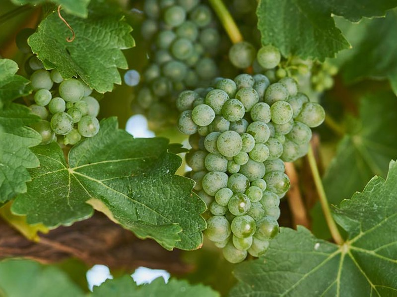 Green Sauvignon Blanc grapes on the vine