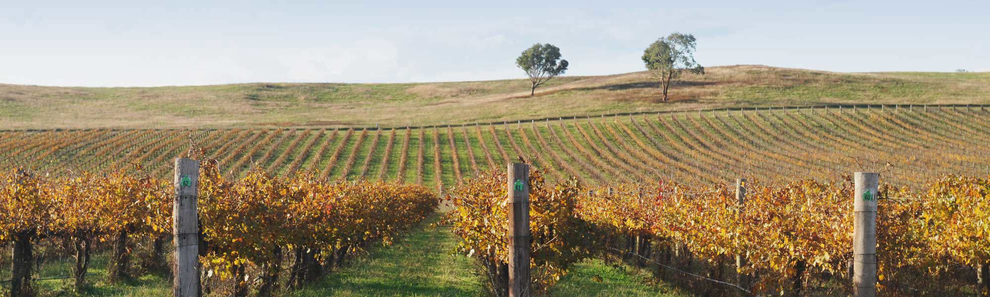 Vineyards in autumn with hills in background