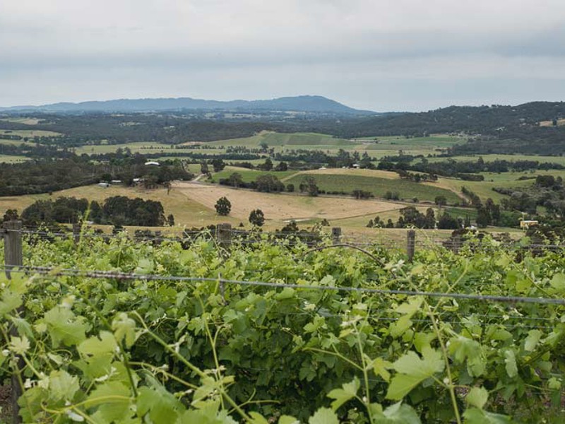 Vineyard with valley, hills and forest in background