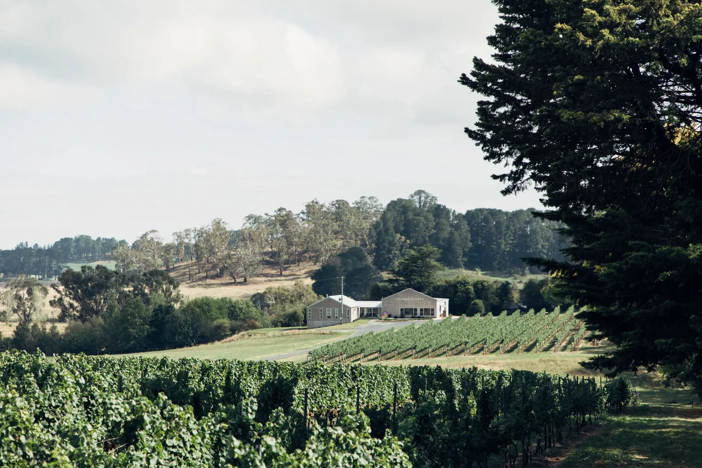 a house in a vineyard