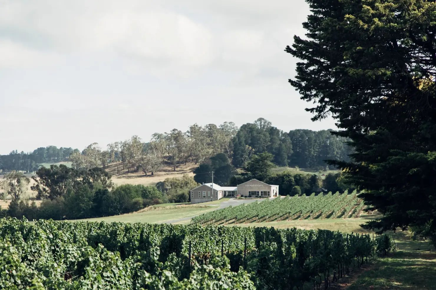 a house in a vineyard